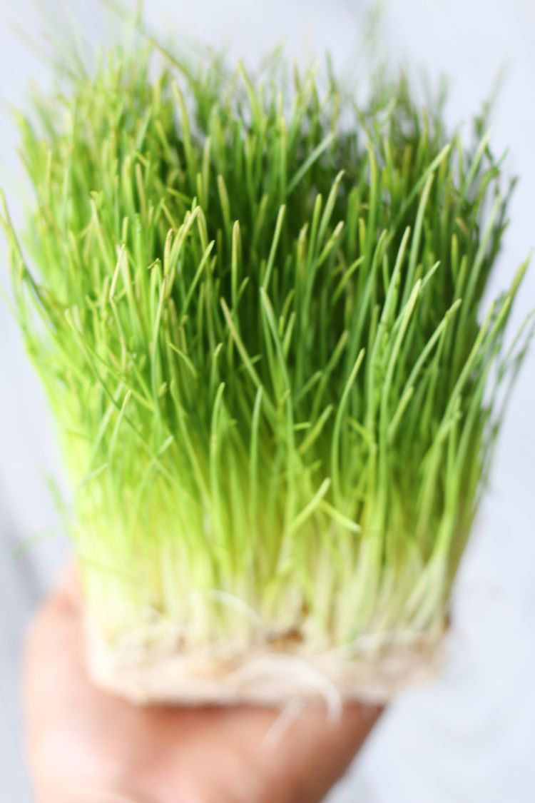 WheatGrass Lemon Tonic | www.LiveSimplyNatural.com